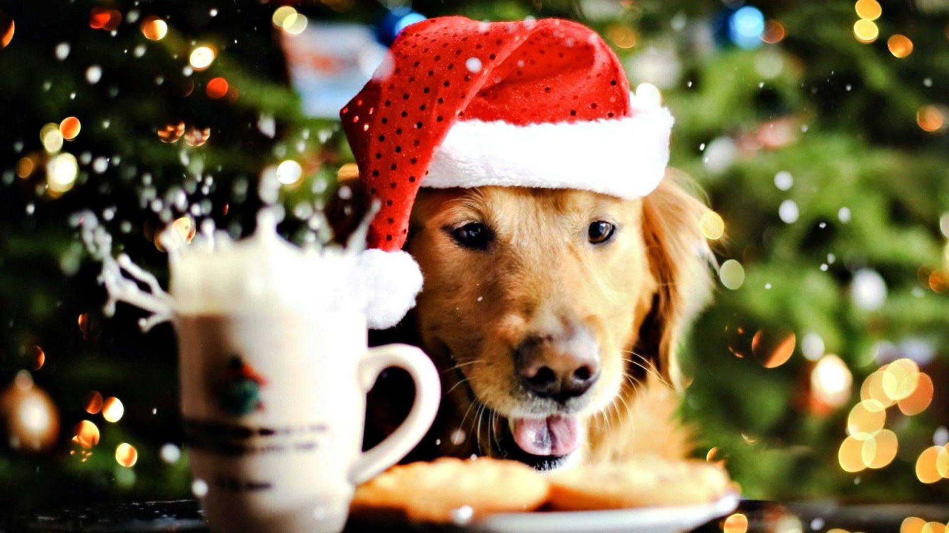 Christmas Dog Picture Wallpaper