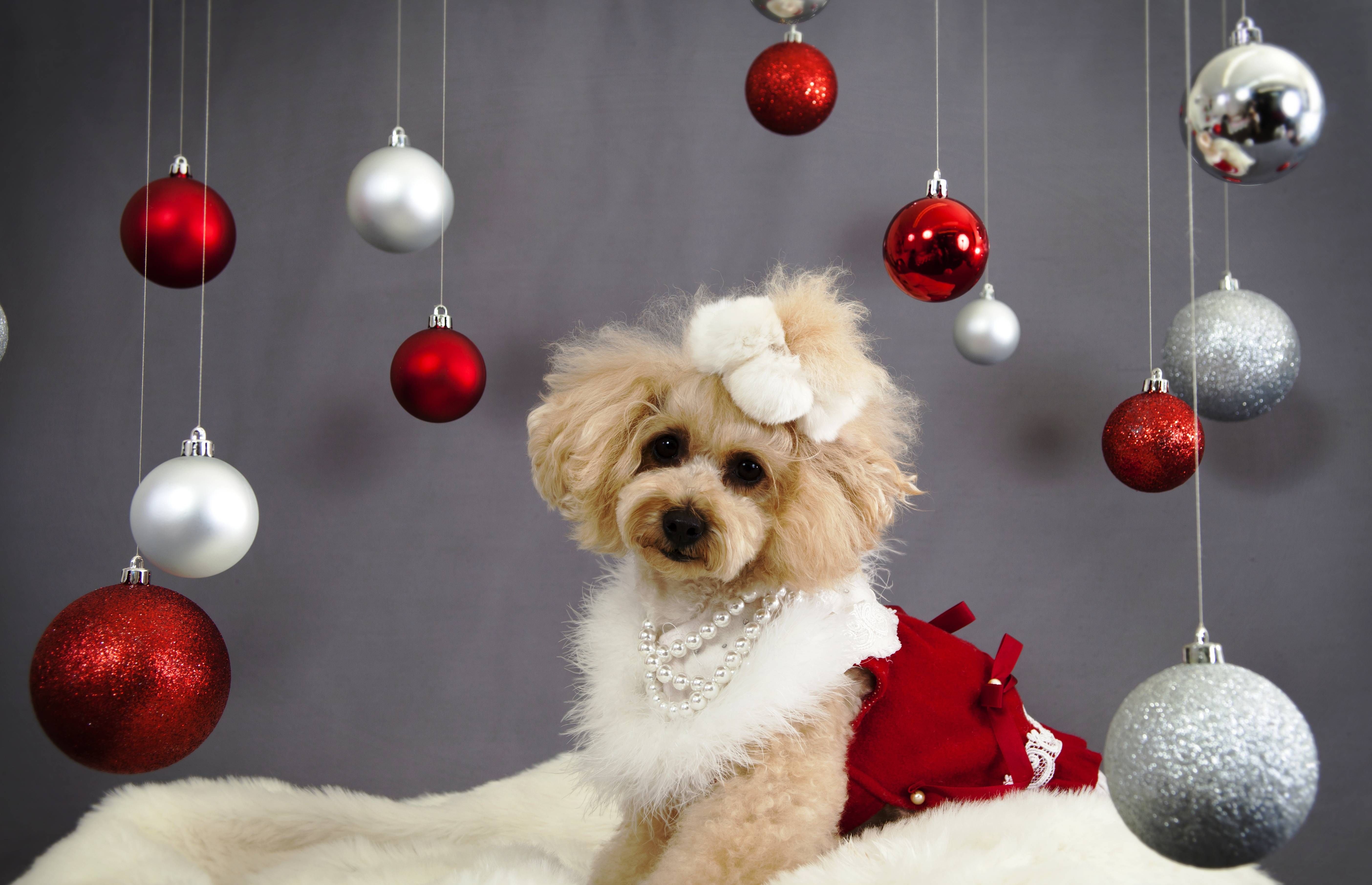 Cute Christmas Dog Wallpaper Wallpaper and Background