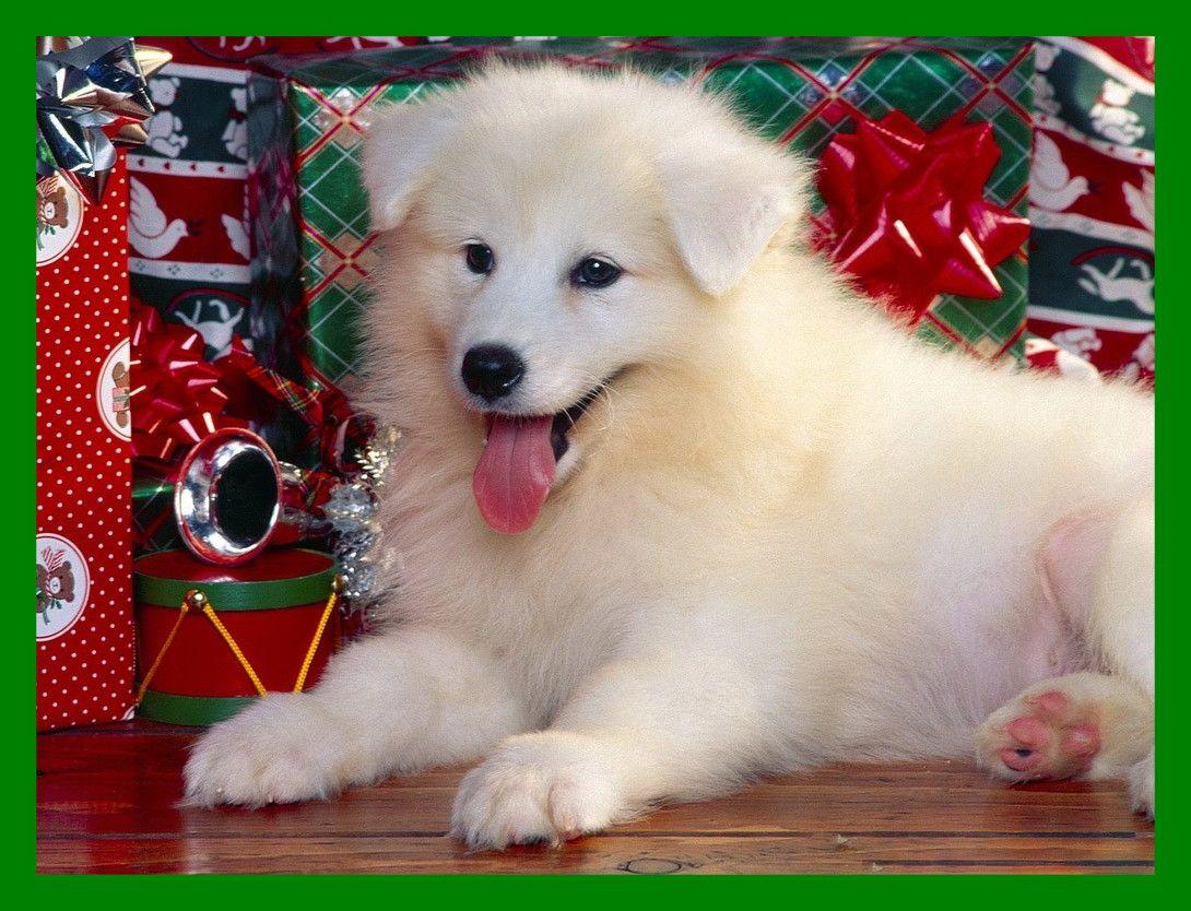 Shocking Christmas Spirit Cat And Dog Wallpaper Pics For Cute Merry
