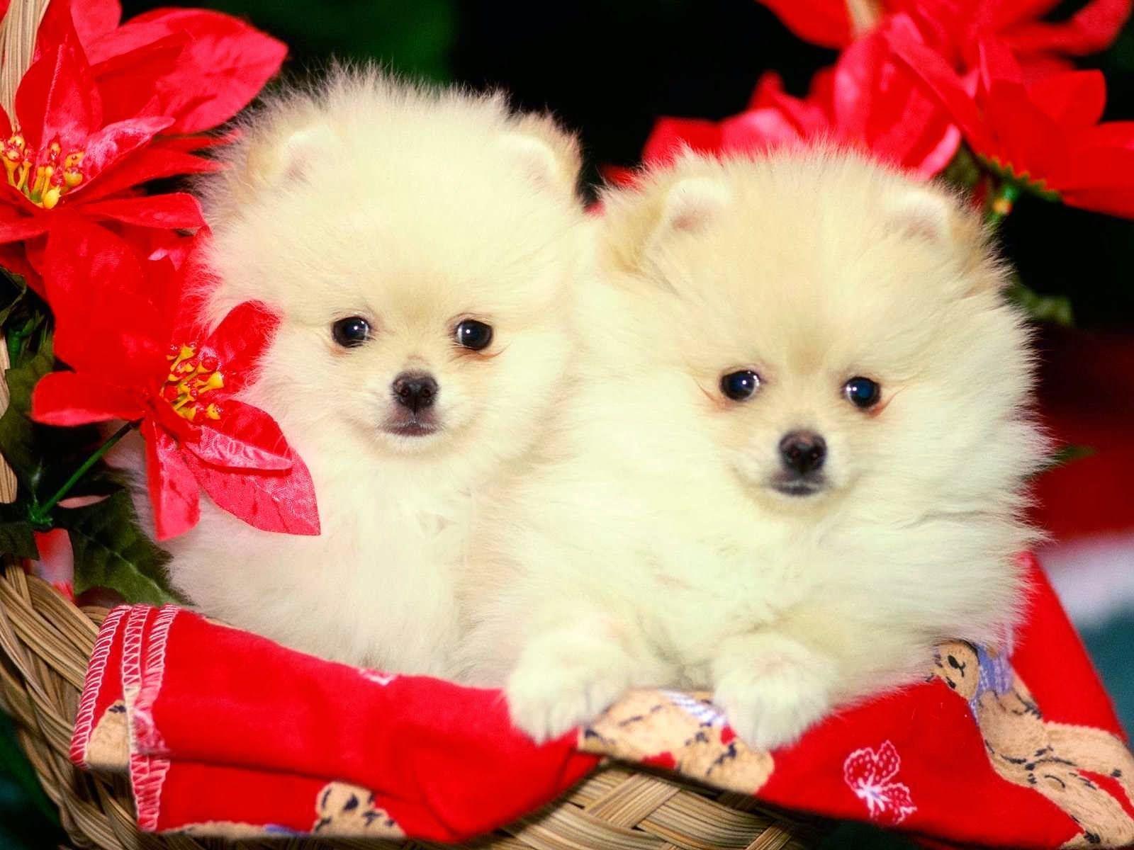 Free HD Dog Wallpaper 1366×768 Cute Dogs Picture Wallpaper 46