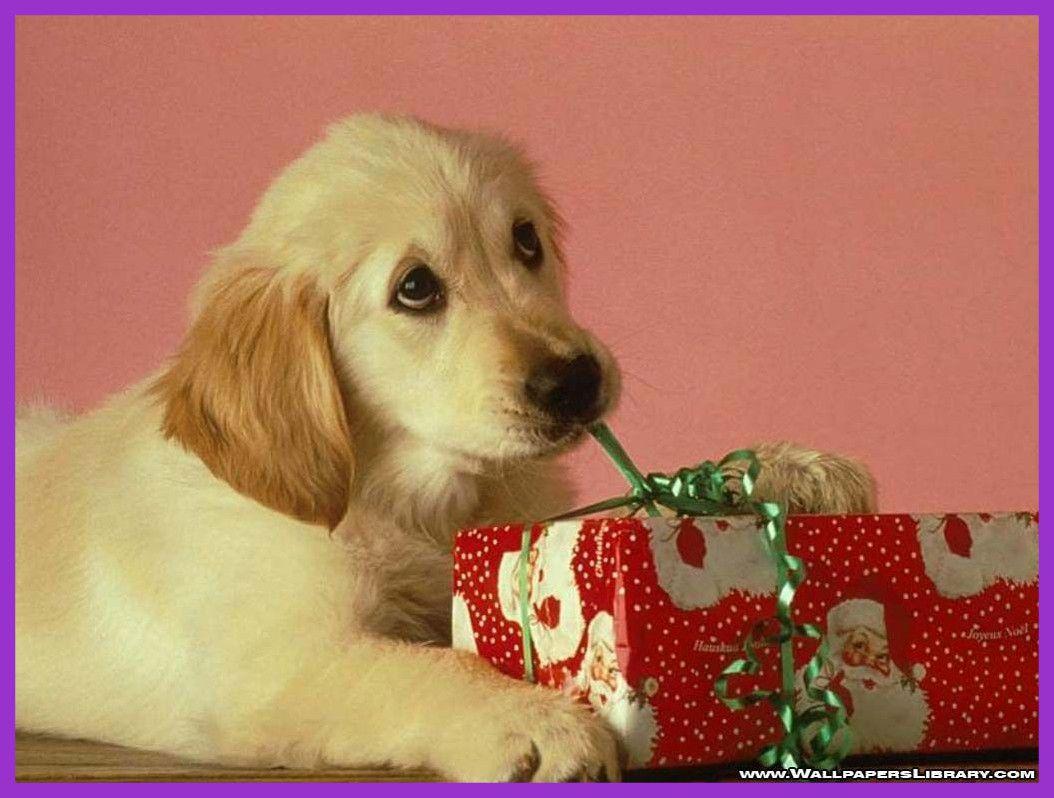 Unbelievable Christmas Dog Wallpaper Christian And Pic Of Cute Puppy