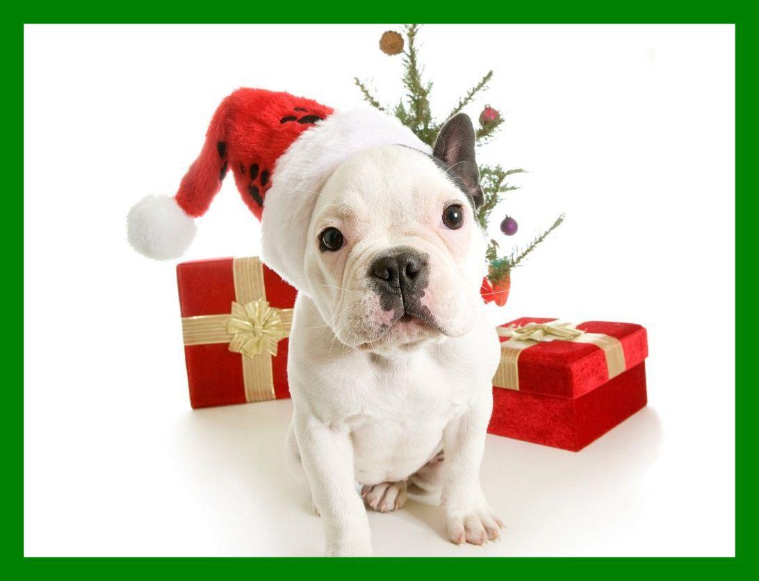 Amazing Pup HD Top Most Ed Page Picture Of Cute Christmas Puppies