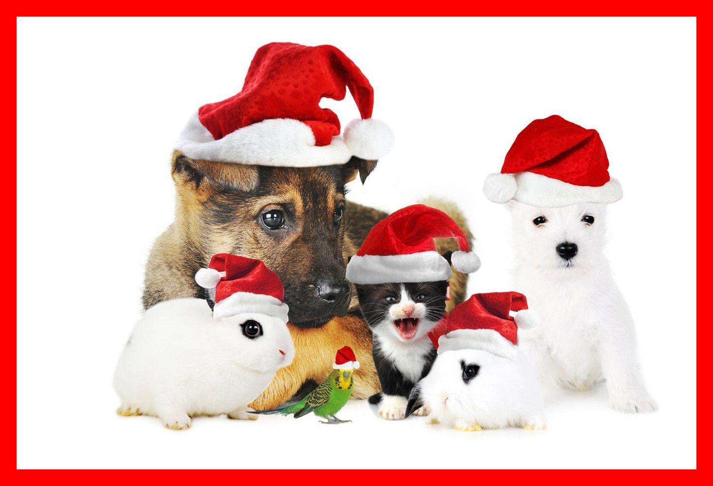 Inspiring Of Giveaways Day Christmas Dog Animals And Pic For Cute