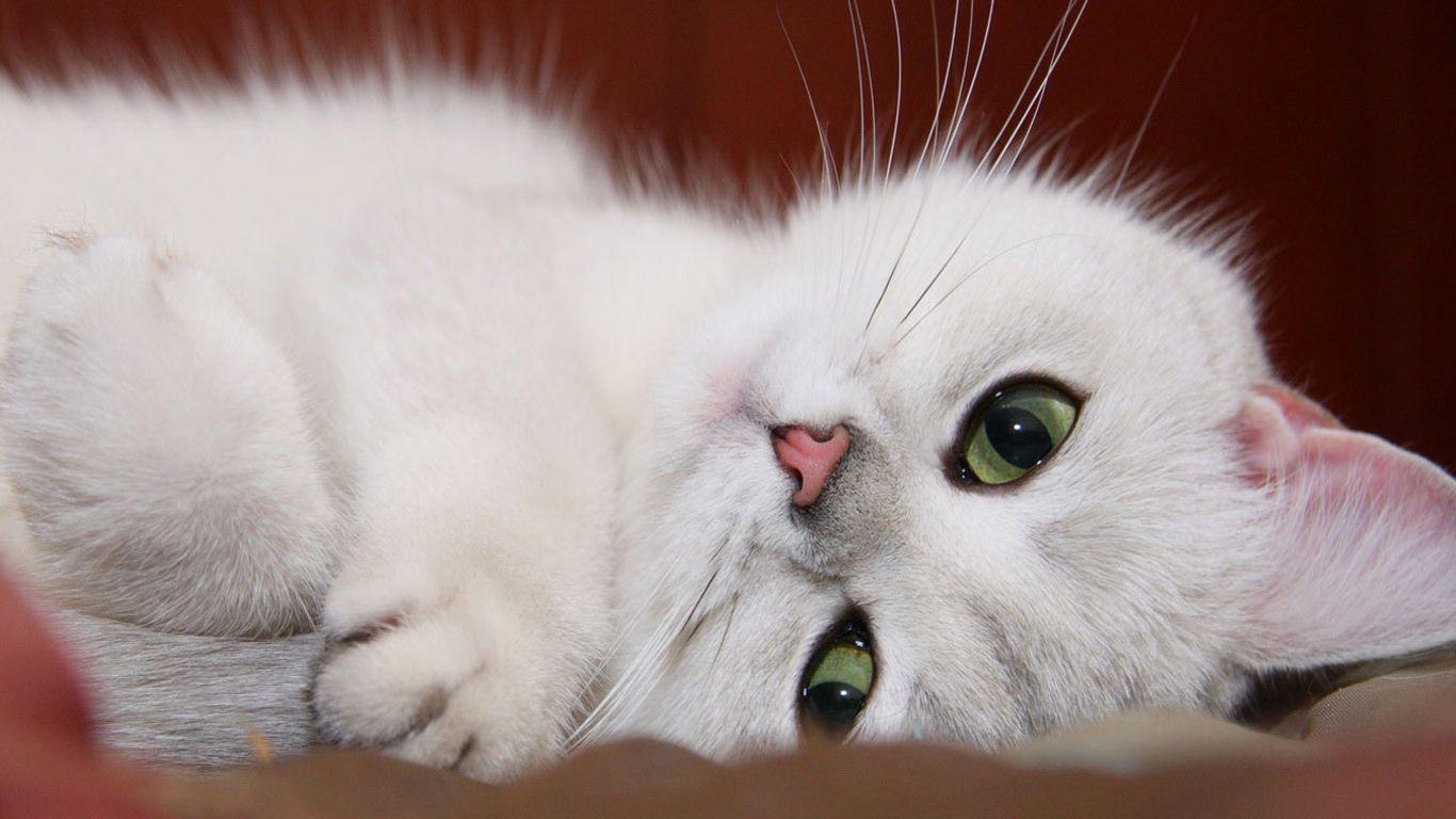 Cute Baby Cats Wallpaper