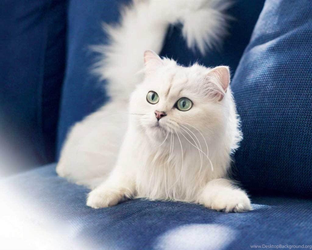 Cat Cute White Cats Kittens HD Free Download Wallpaper For Mobile