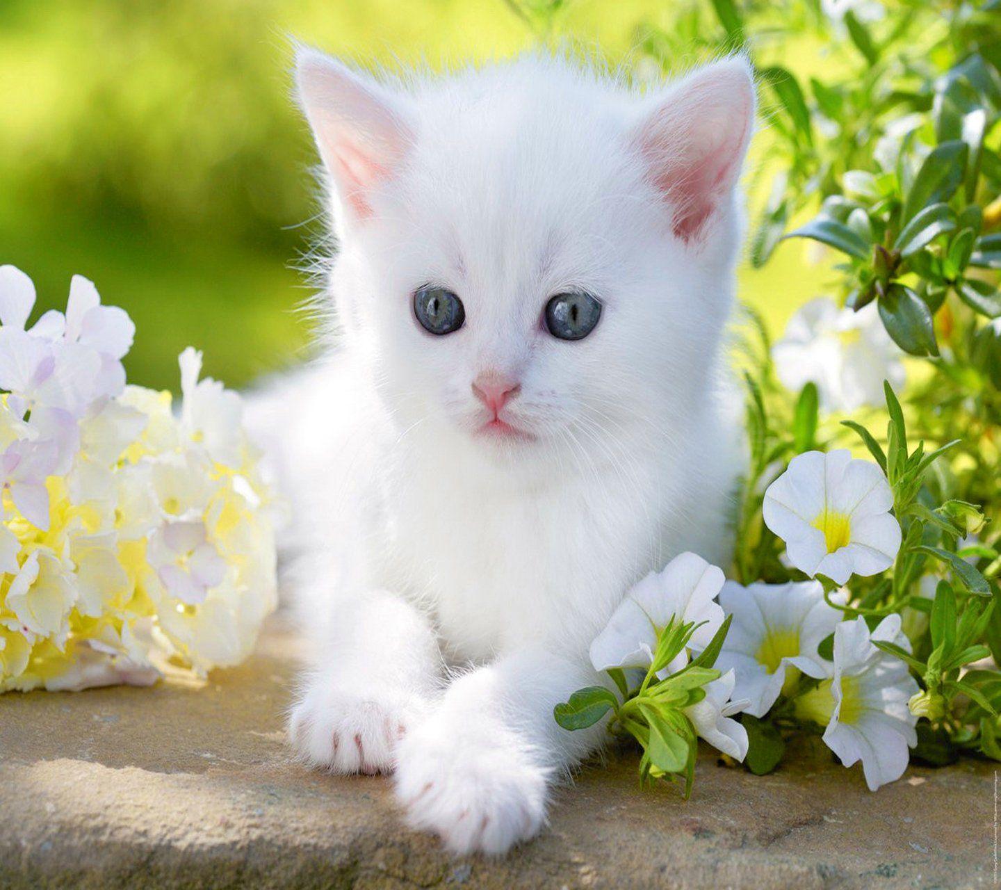 Free image blue HD wallpaper displaybaby cat cute animal flower