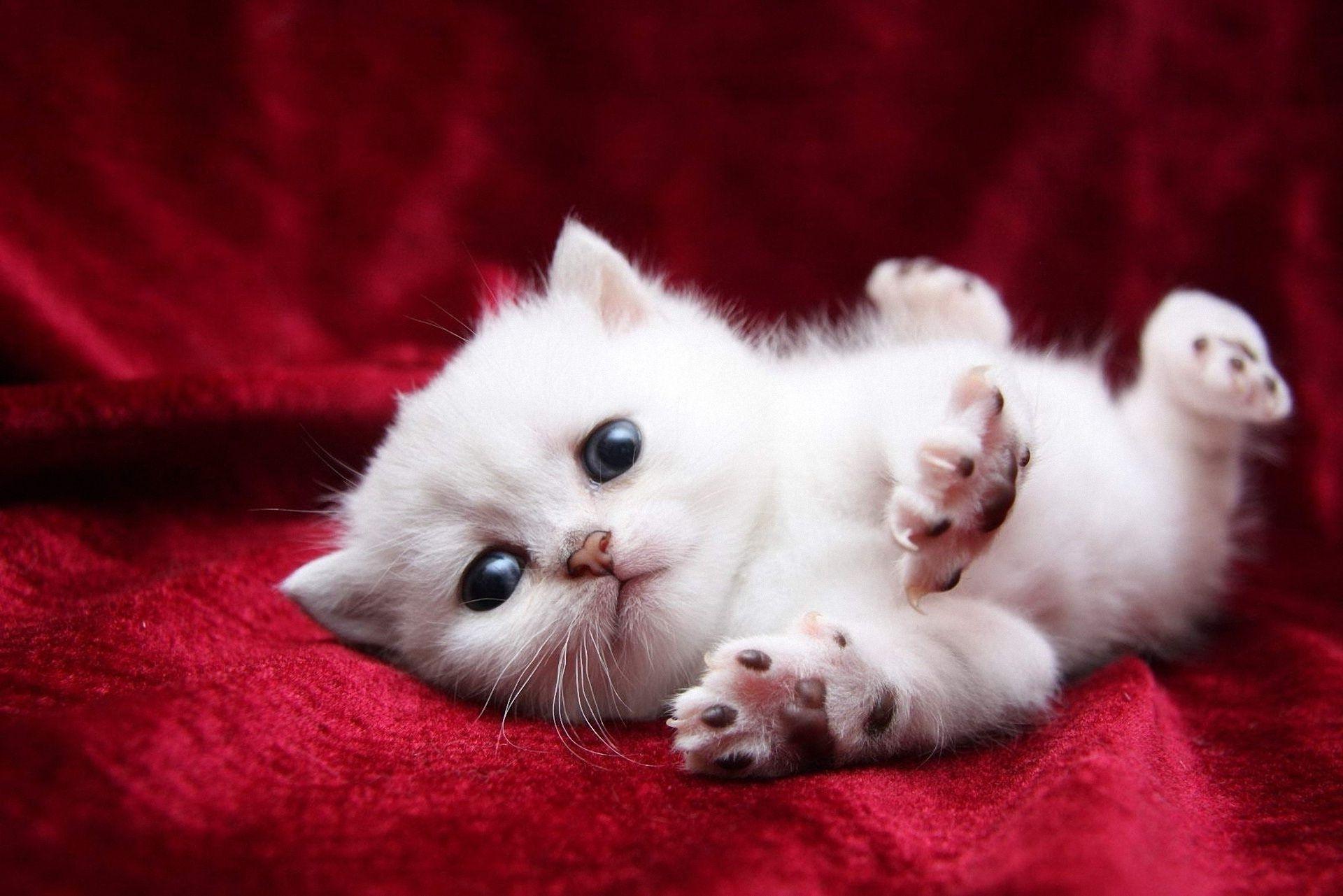 Cat Eye Veil Paws, The White Cat Stretches. Android Wallpaper For Free