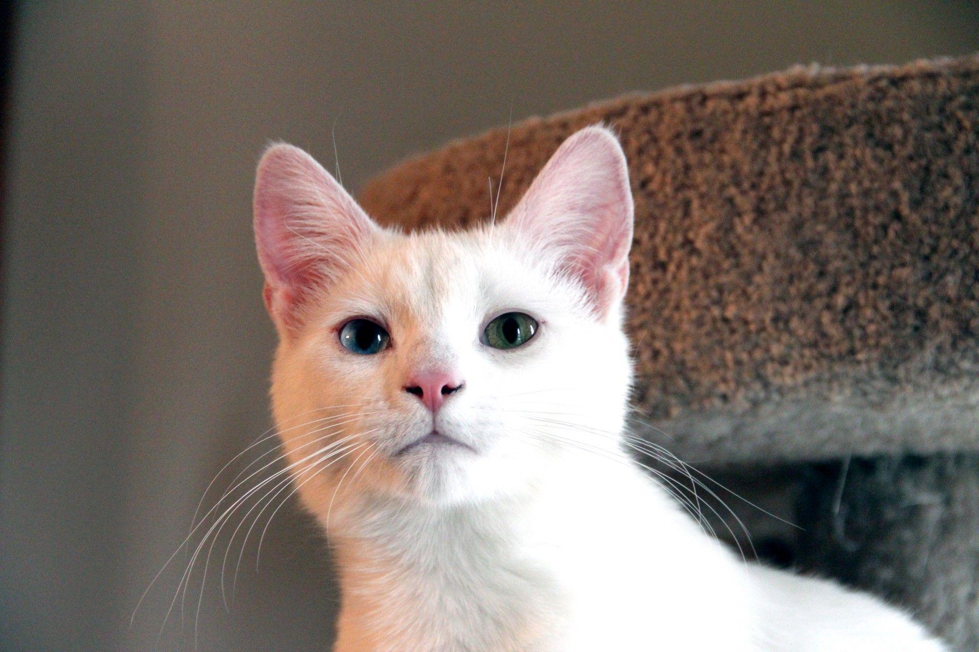 White Cat Different Colored Eyes Free Domain