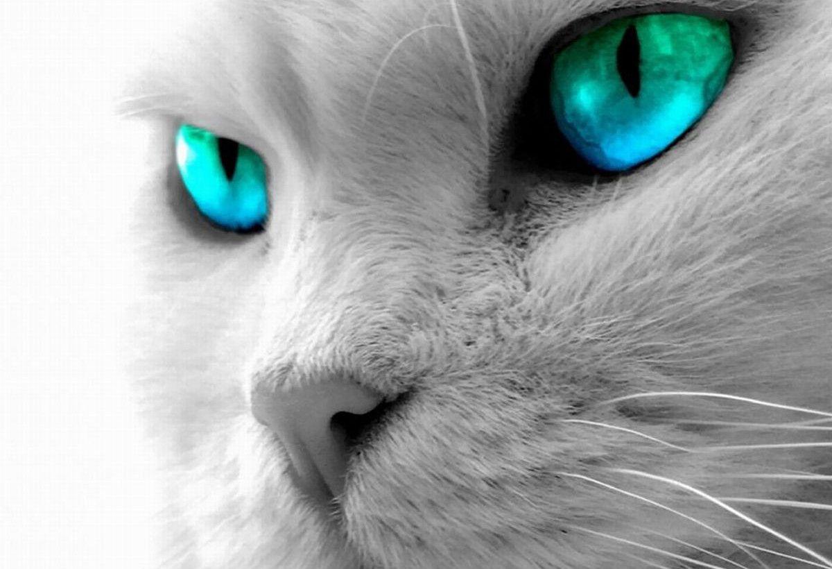 Hite Kitten With Green Eyes HD Wallpaper, Background Image