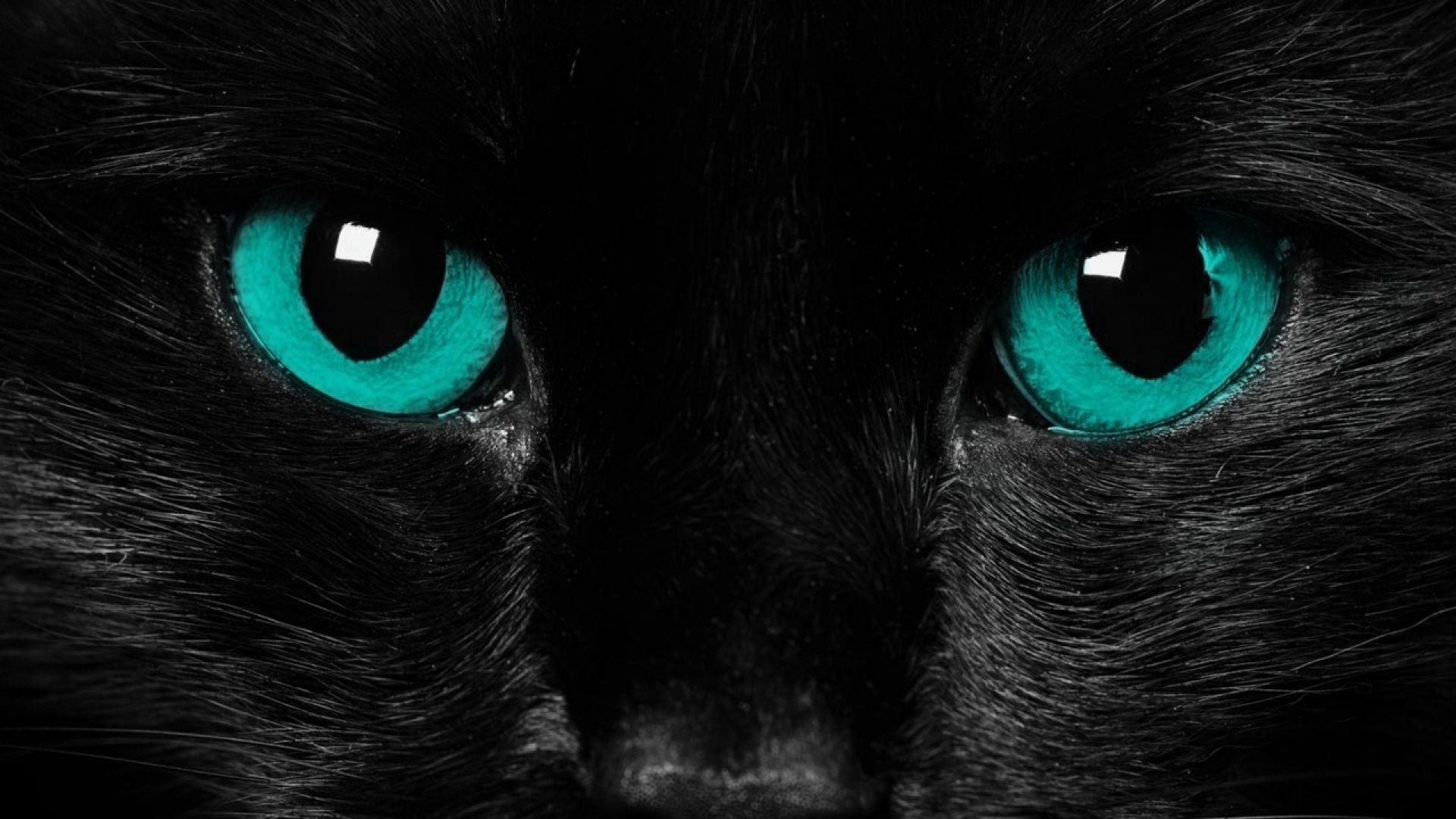 Download Wallpaper 1920x1080 Eyes, Black Cat, Close Up Full HD 1080p