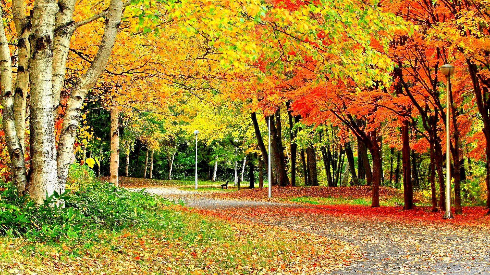 Nature: Seasons Splendor Leaves Nature Colors Trees Forces Autumn