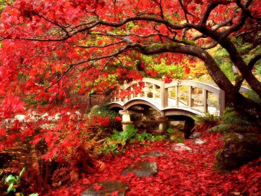 beautiful garden image, water resources, treehouse nature zone, river