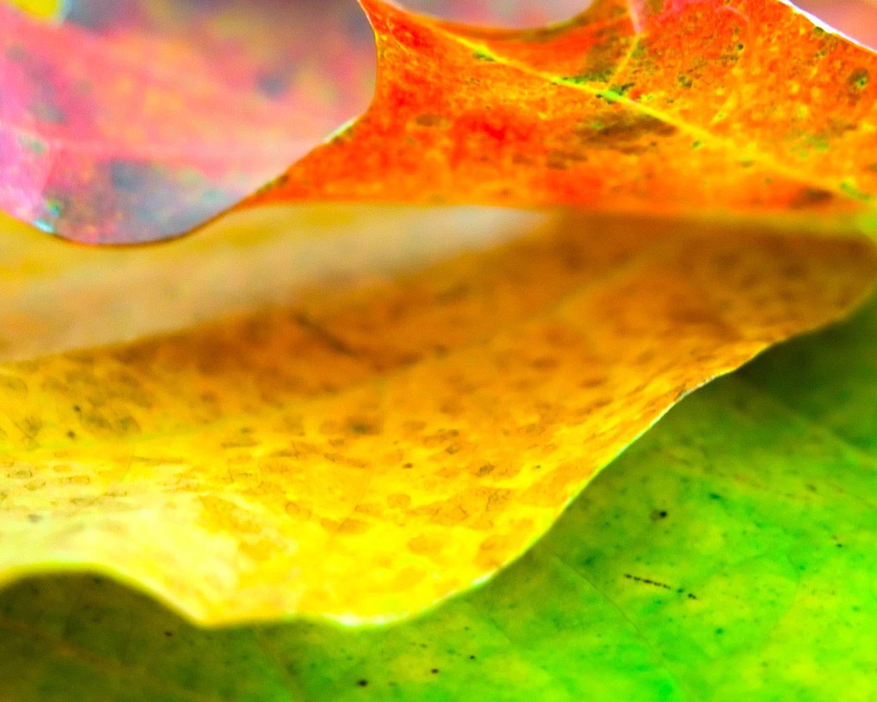 Nature & Landscape Colors of Nature wallpaper Desktop, Phone