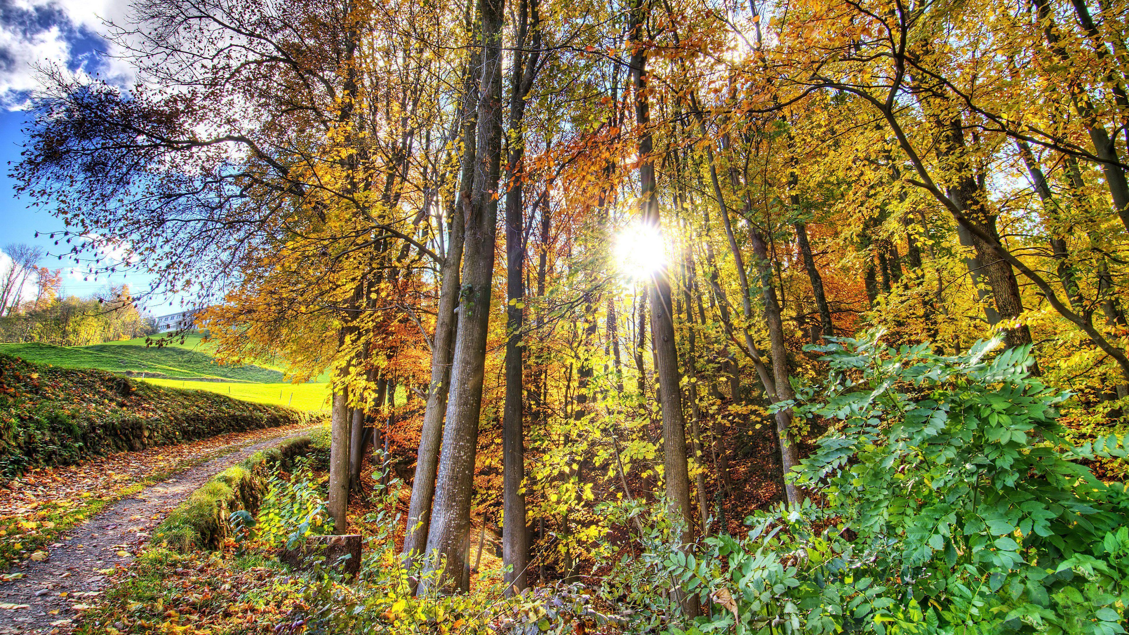 autumn, forest, jungle, trees, sunshine, sunrise, clearsky, nature