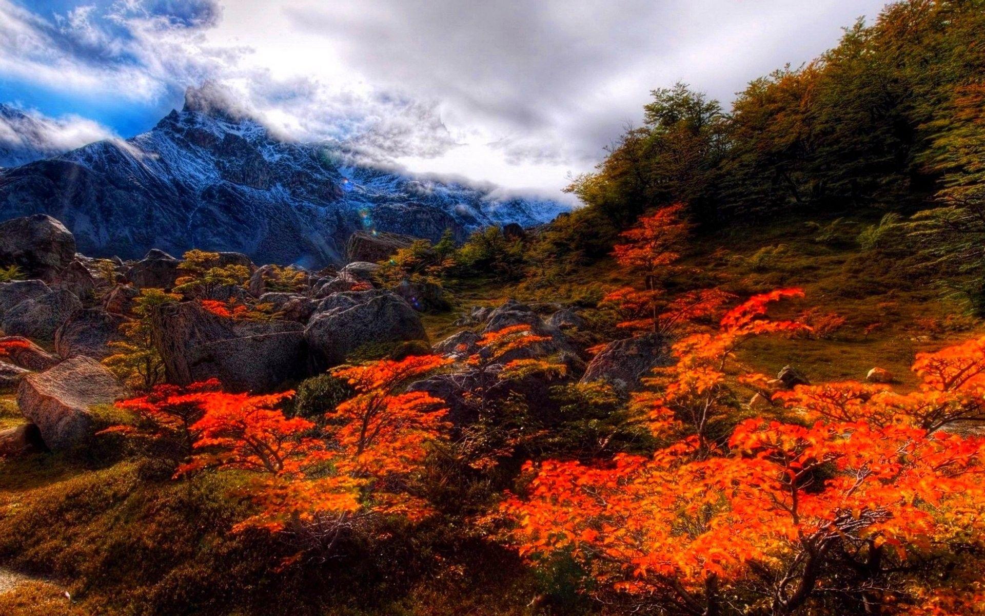 Leaves: Nature Color Landscape Season Tree Fall Forest Autumn