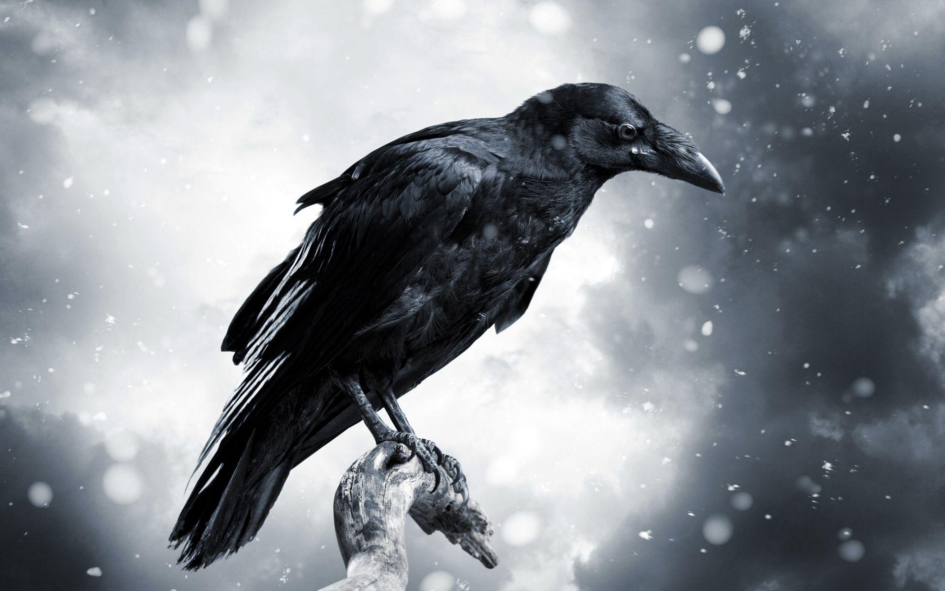 Free Download Crows Wallpaper