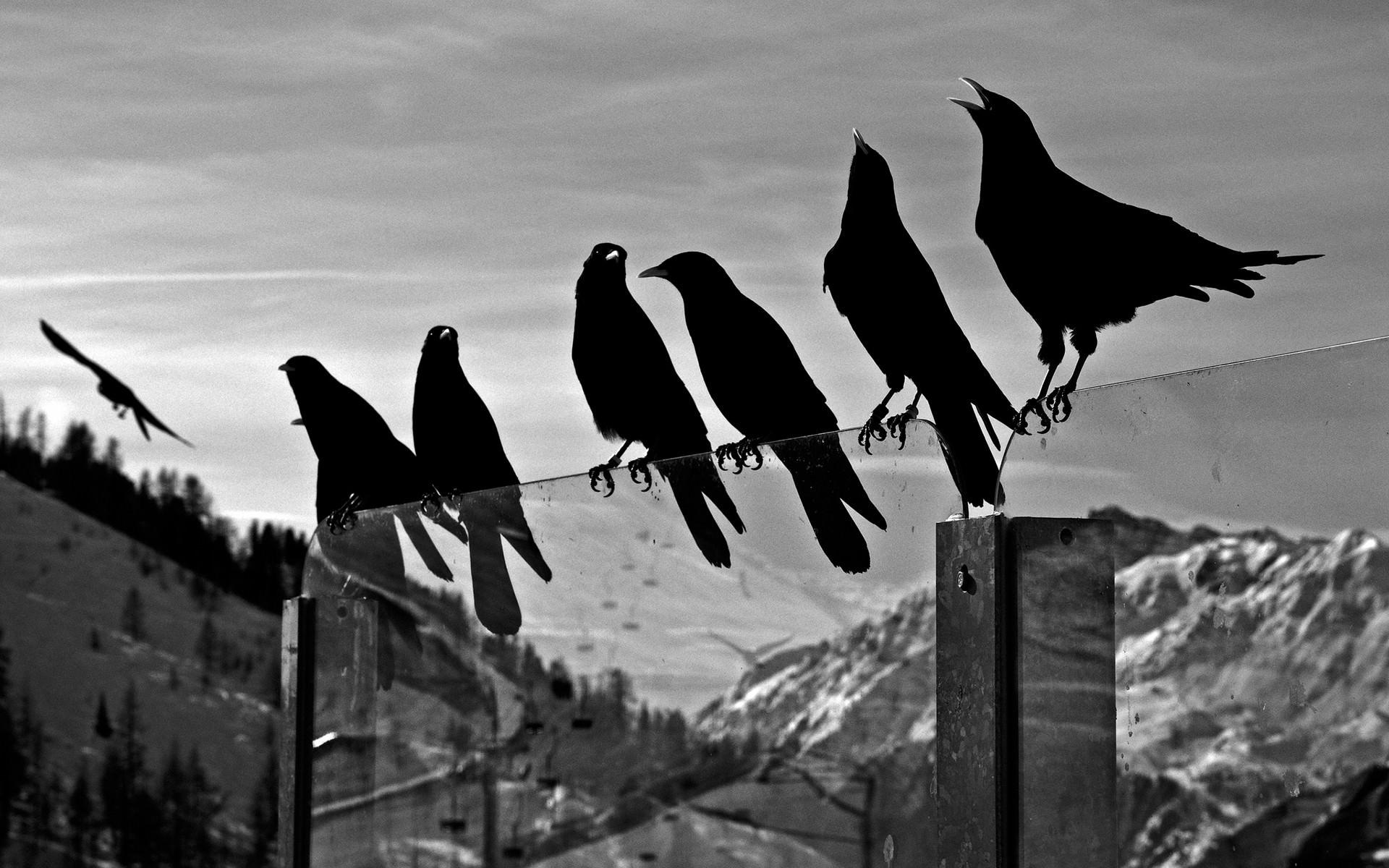 Crows Desktop Wallpaper. Exeposé Online