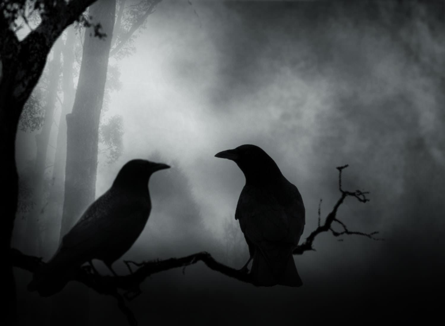 Dark Crows Couple wallpaper from Dark wallpaper