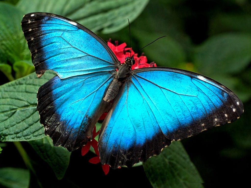 Colorful 【Butterfly】HD Free Image Wallpaper Download