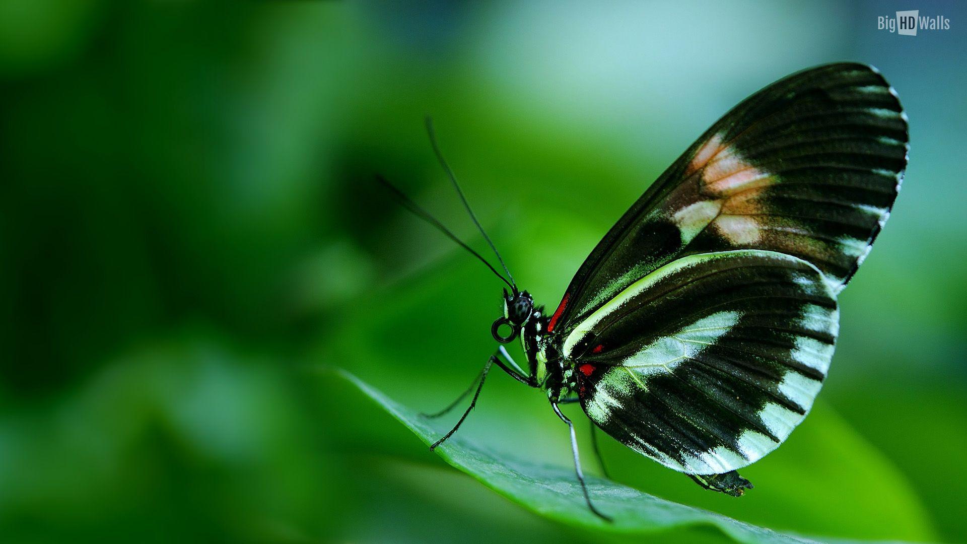 Amazing Butterfly HD Wallpaper