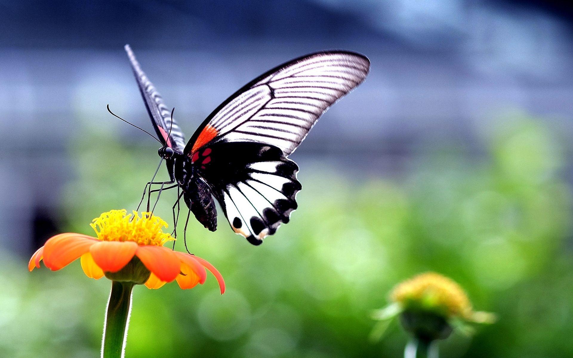 Beautiful Butterfly on Orange Flower wallpaper. animals. Wallpaper
