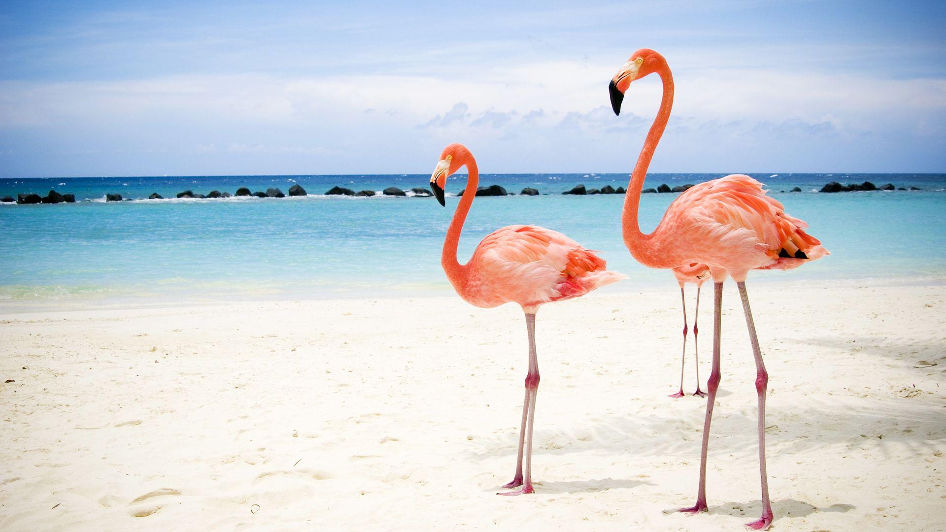 Two flamingos on beach background