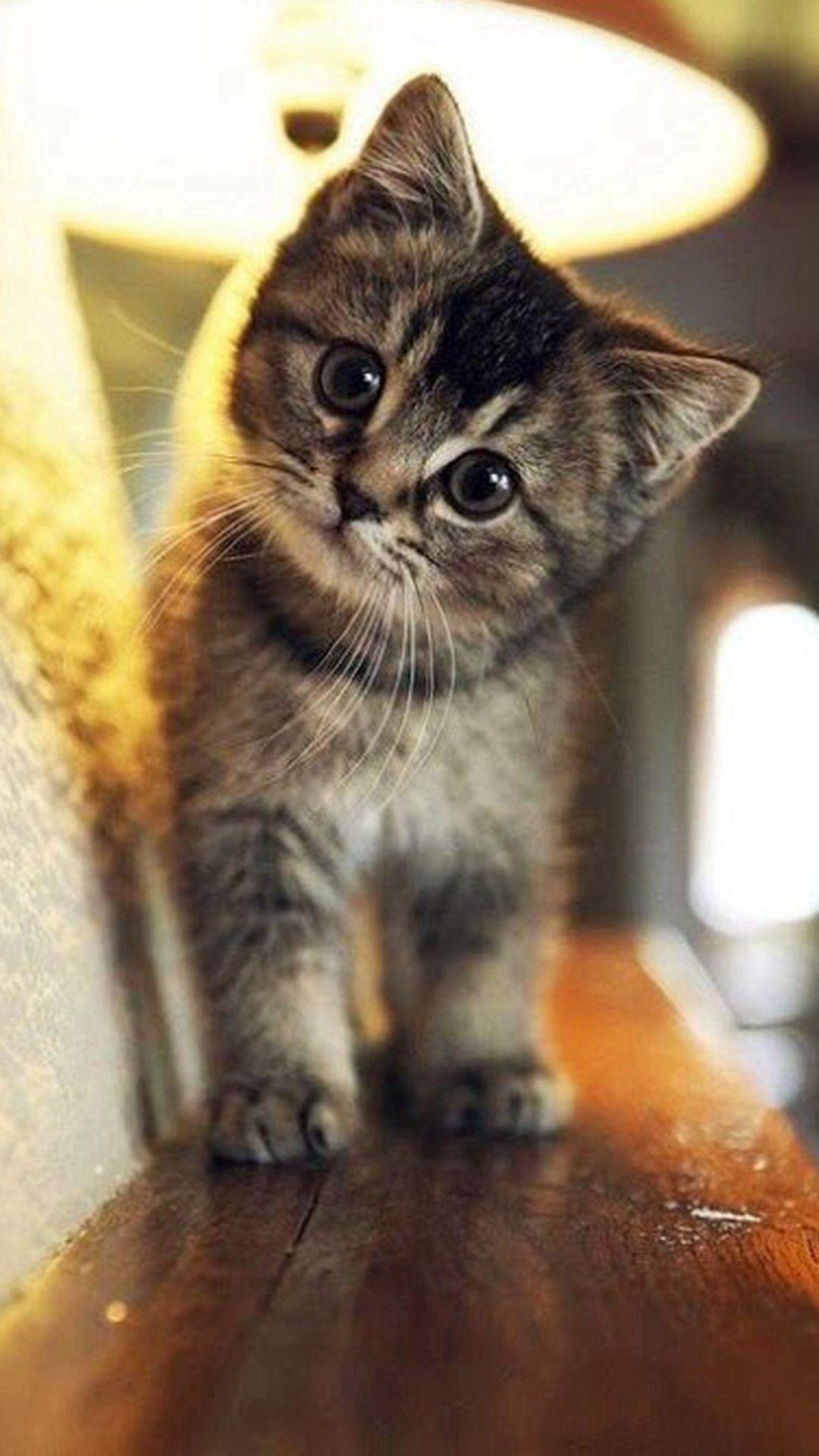 Cute Cat Wallpaper iPhone. Animals. Cats, Kittens