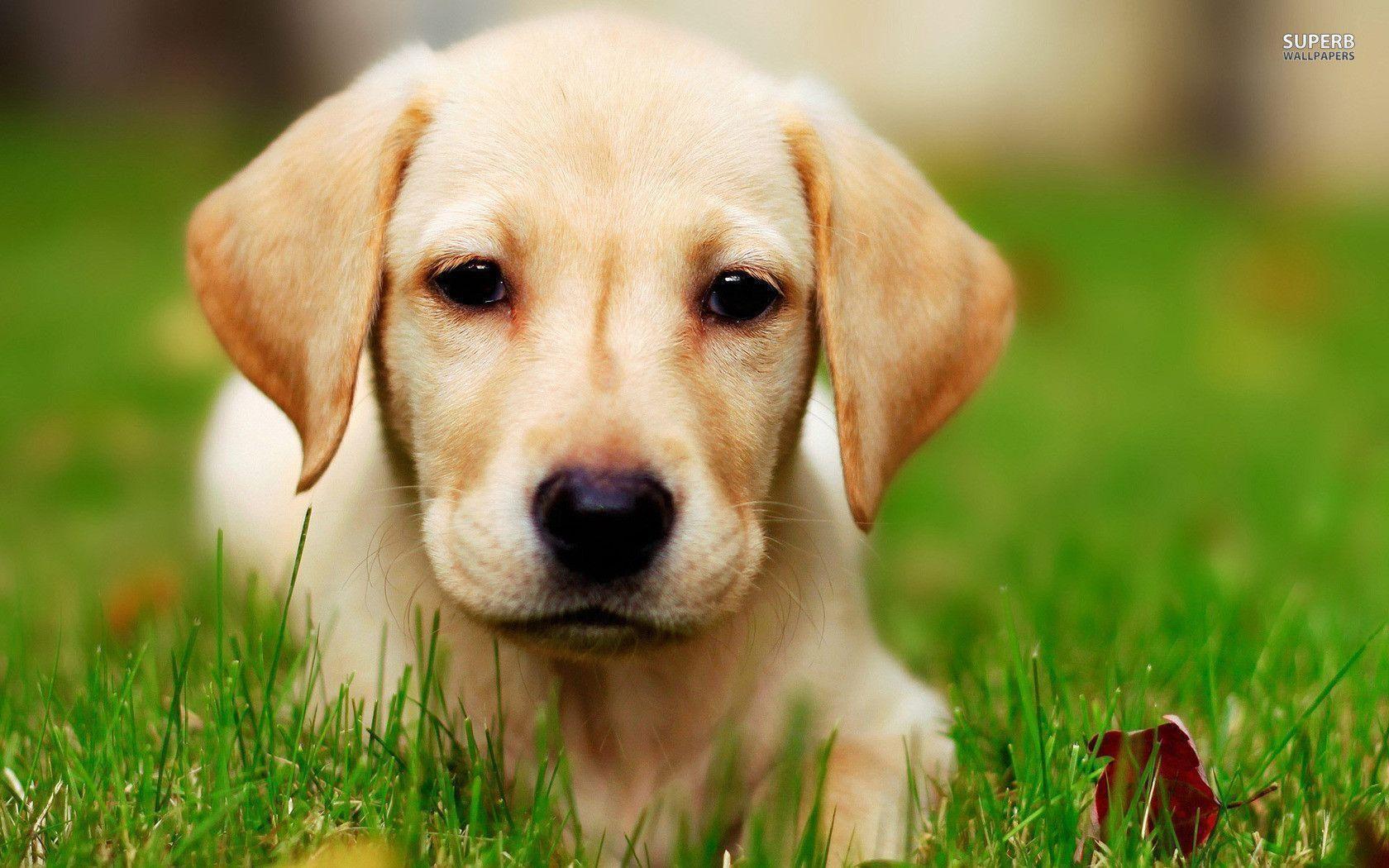 Labrador Dog HD Wallpaper