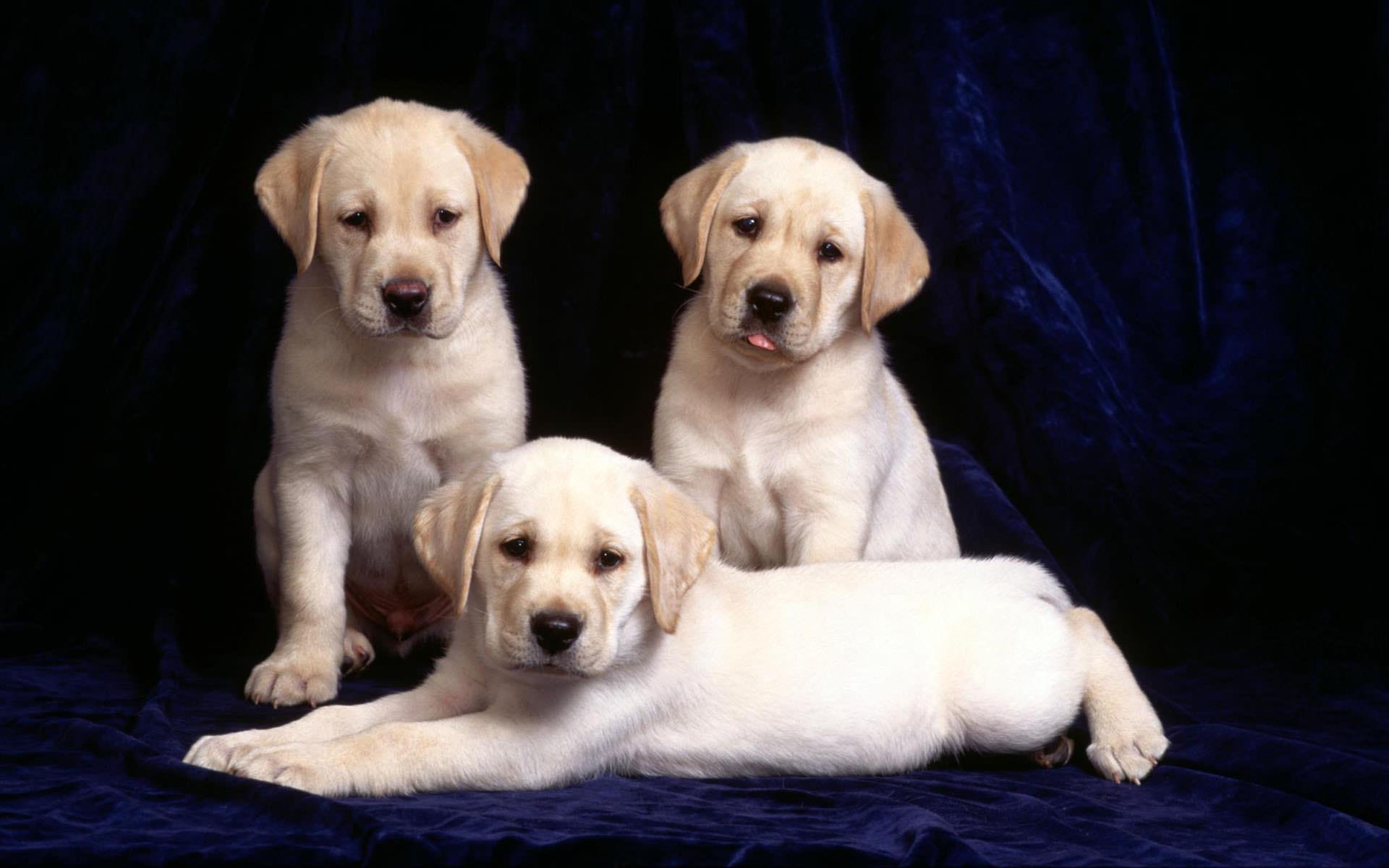 Best Yellow Labrador Retriever Picture And Image