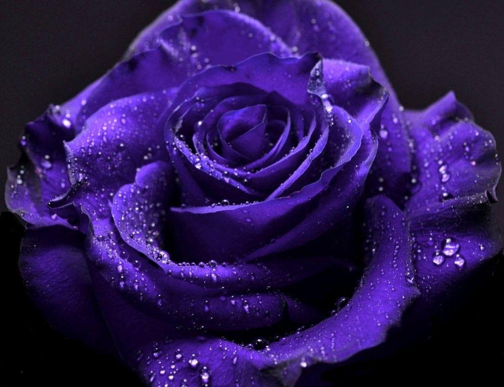 Wallpapers Rose Purple - Wallpaper Cave