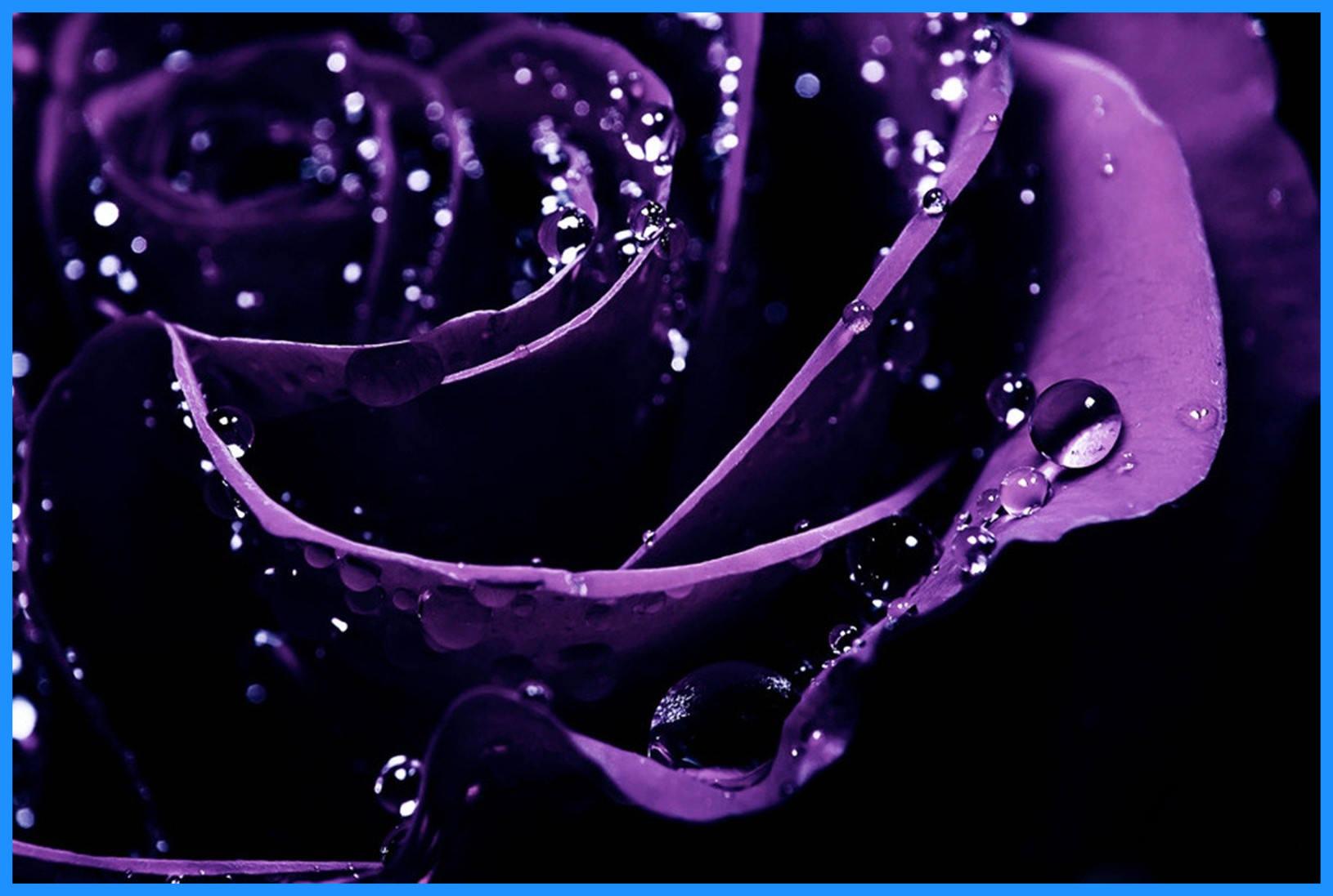 Inspiring Flower Purple Rose Wallpaper Sakura For HD High Styles
