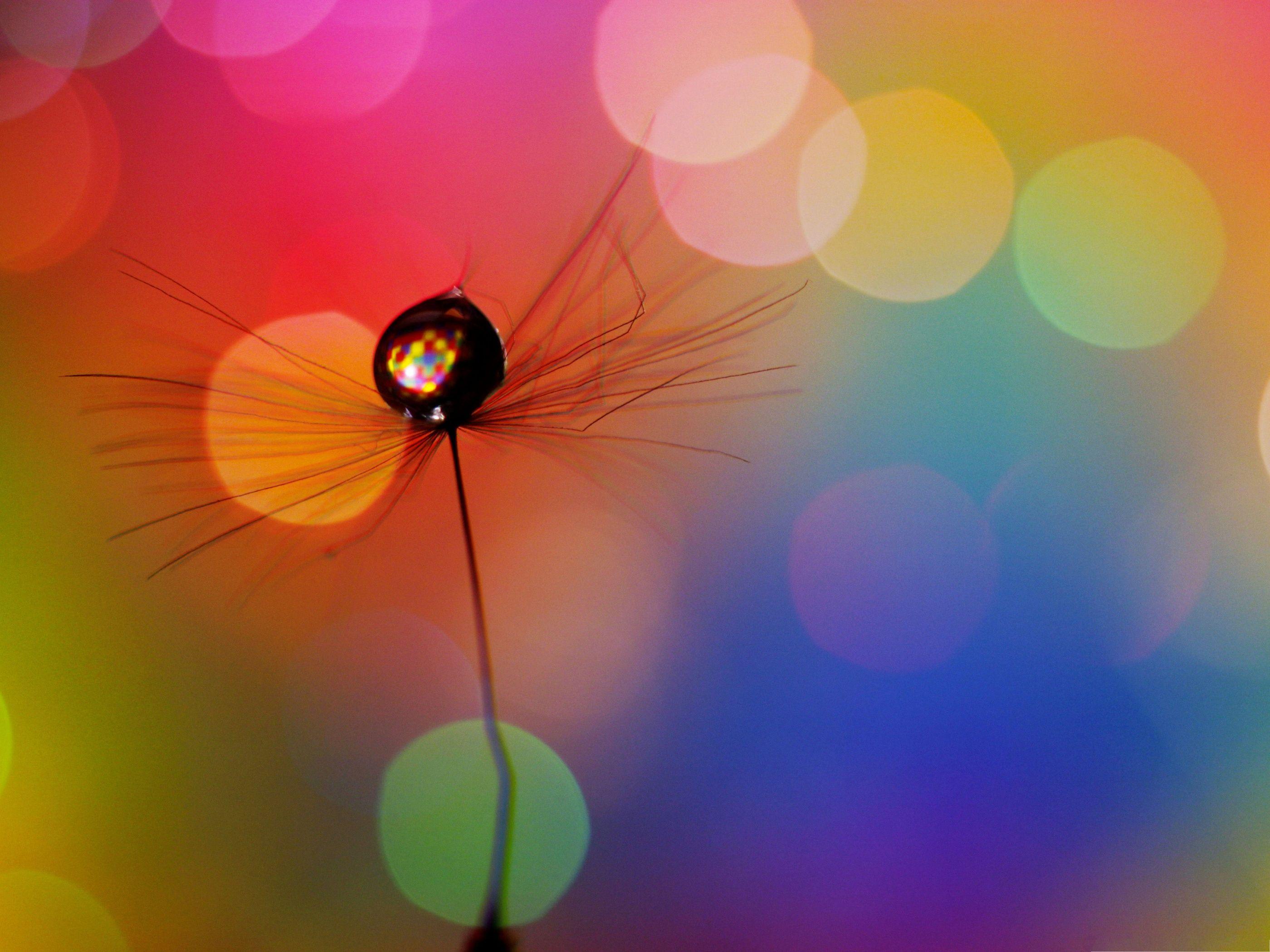Free Wallpaper Background Drop In A Dandelion Seed Nice Color