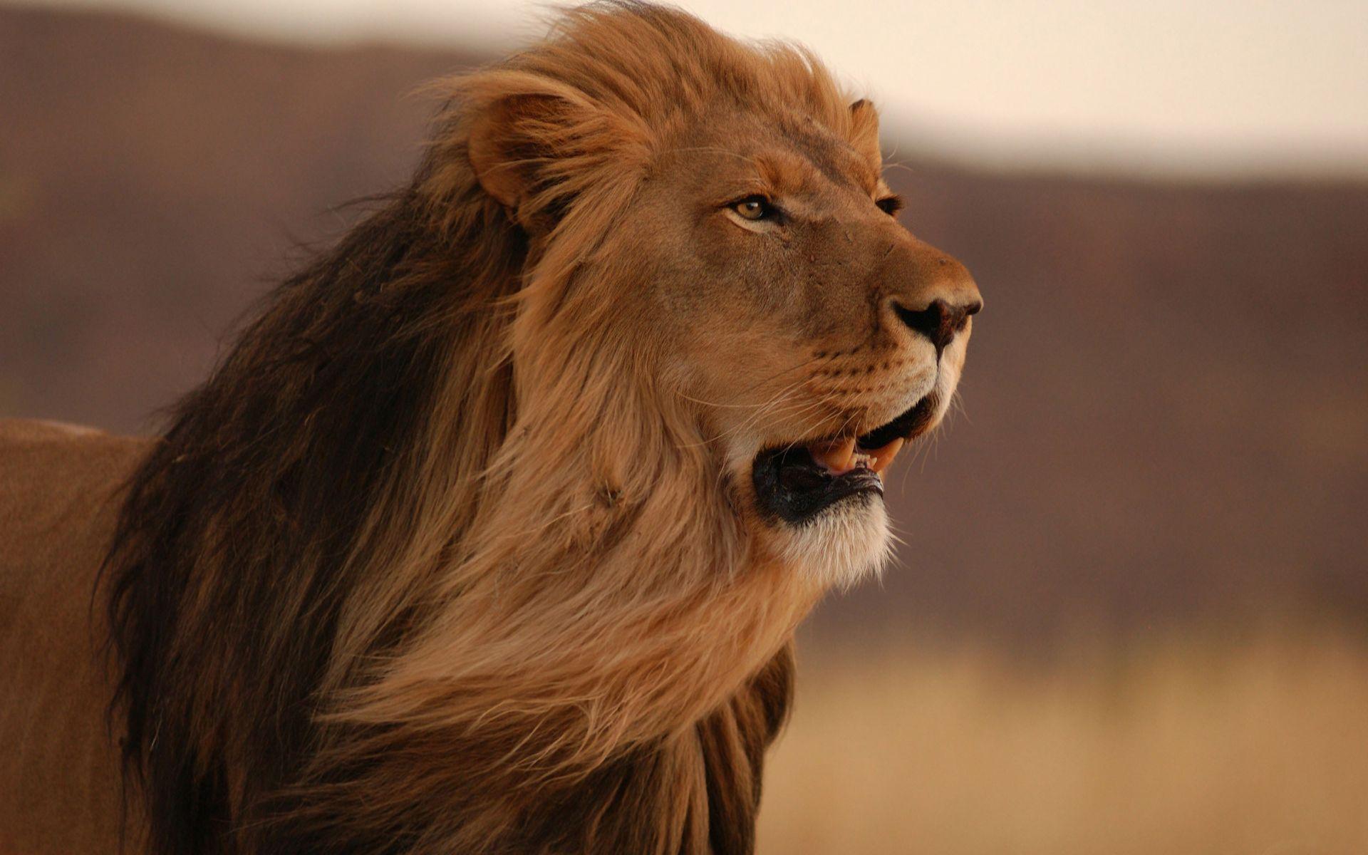 Majestic Male Lion