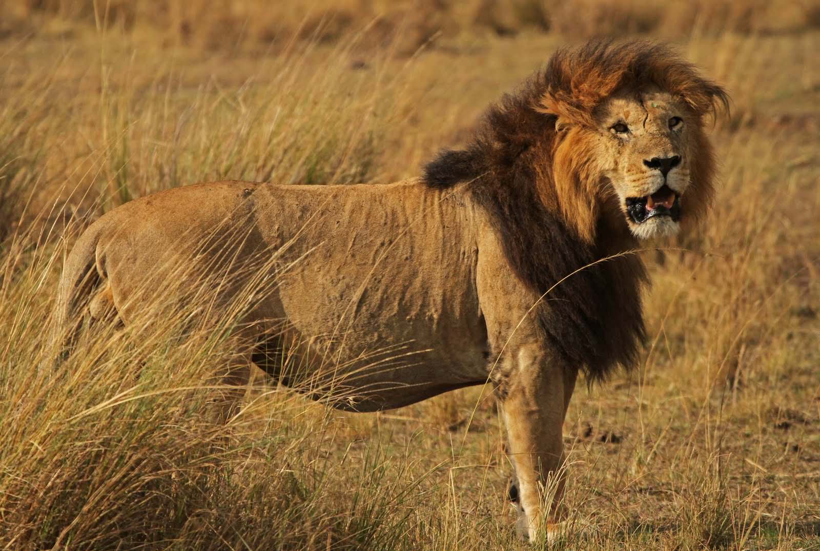 Male Lion Picture Wallpaper Image Lion 2018