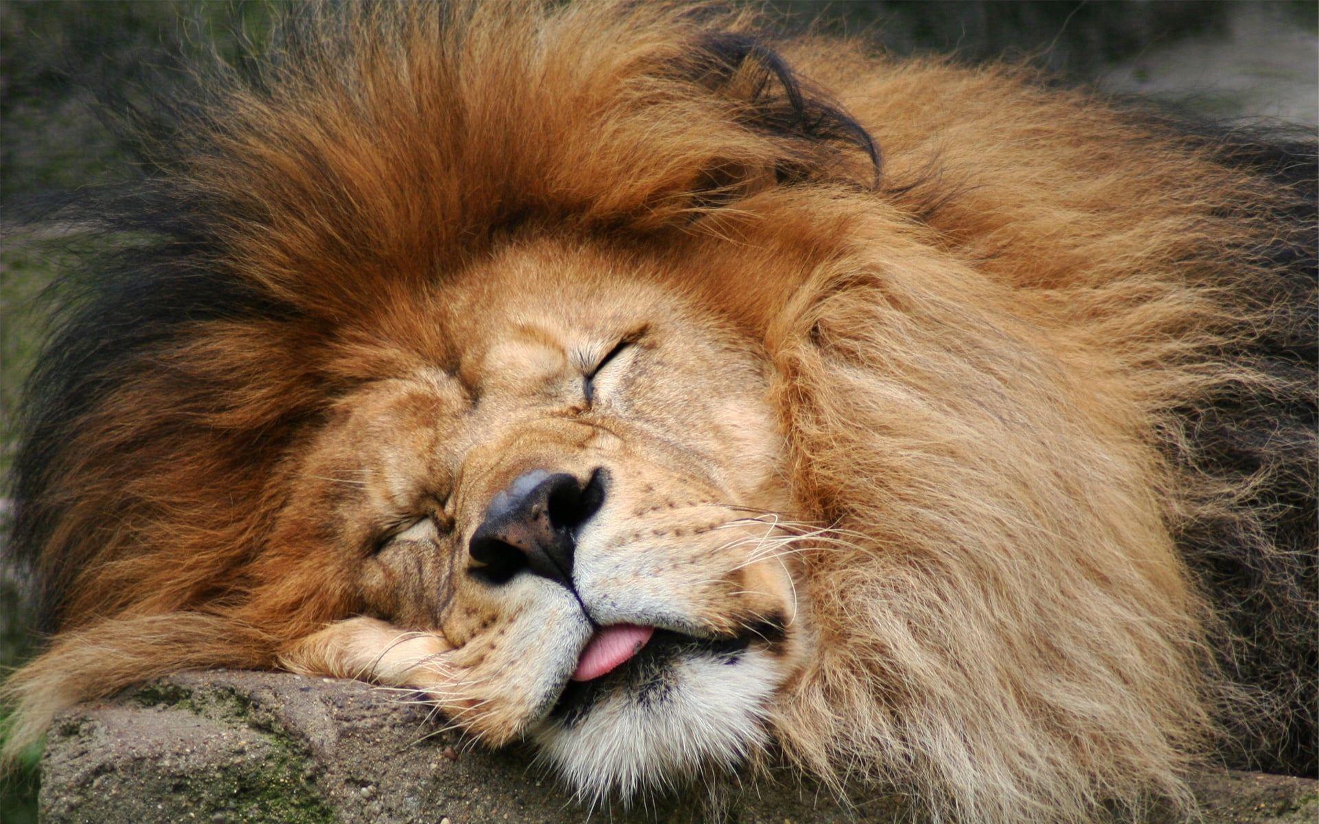 Sleeping adult male lion HD wallpaper