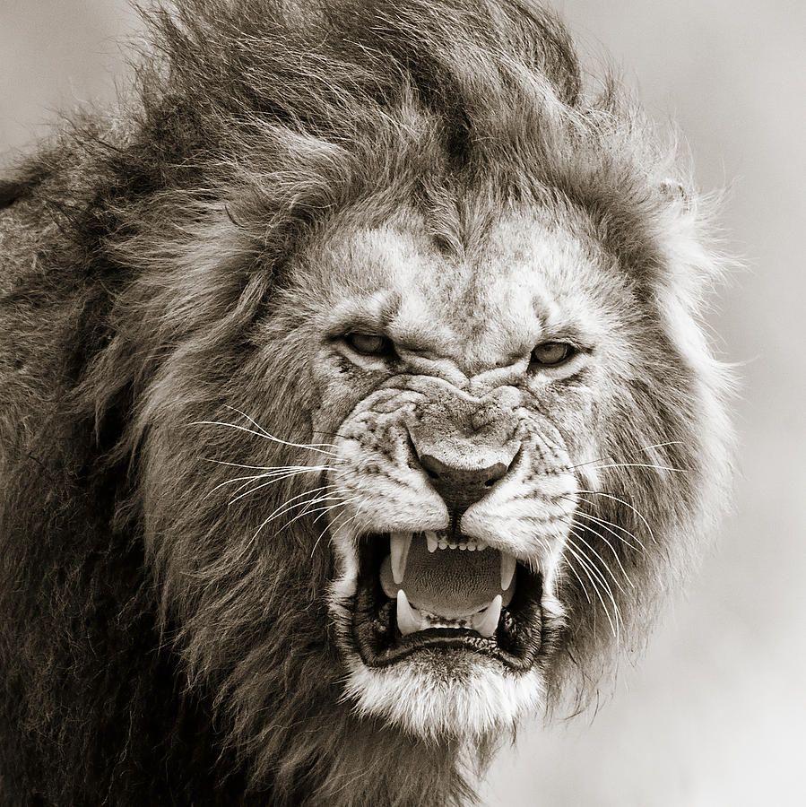 Roaring Lion Drawing.com. Free for personal use