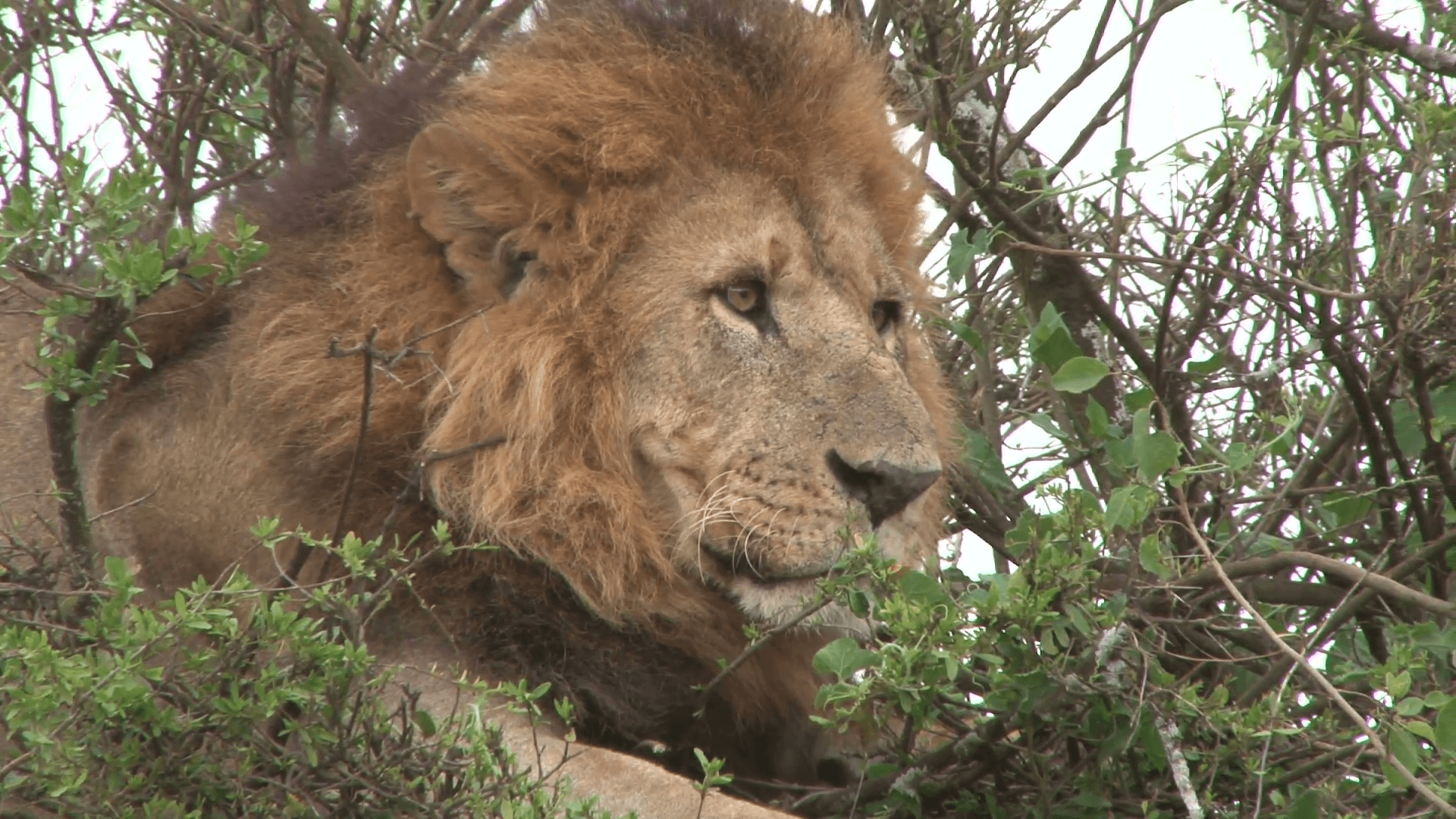 close up face of a big male lion. Stock Video Footage