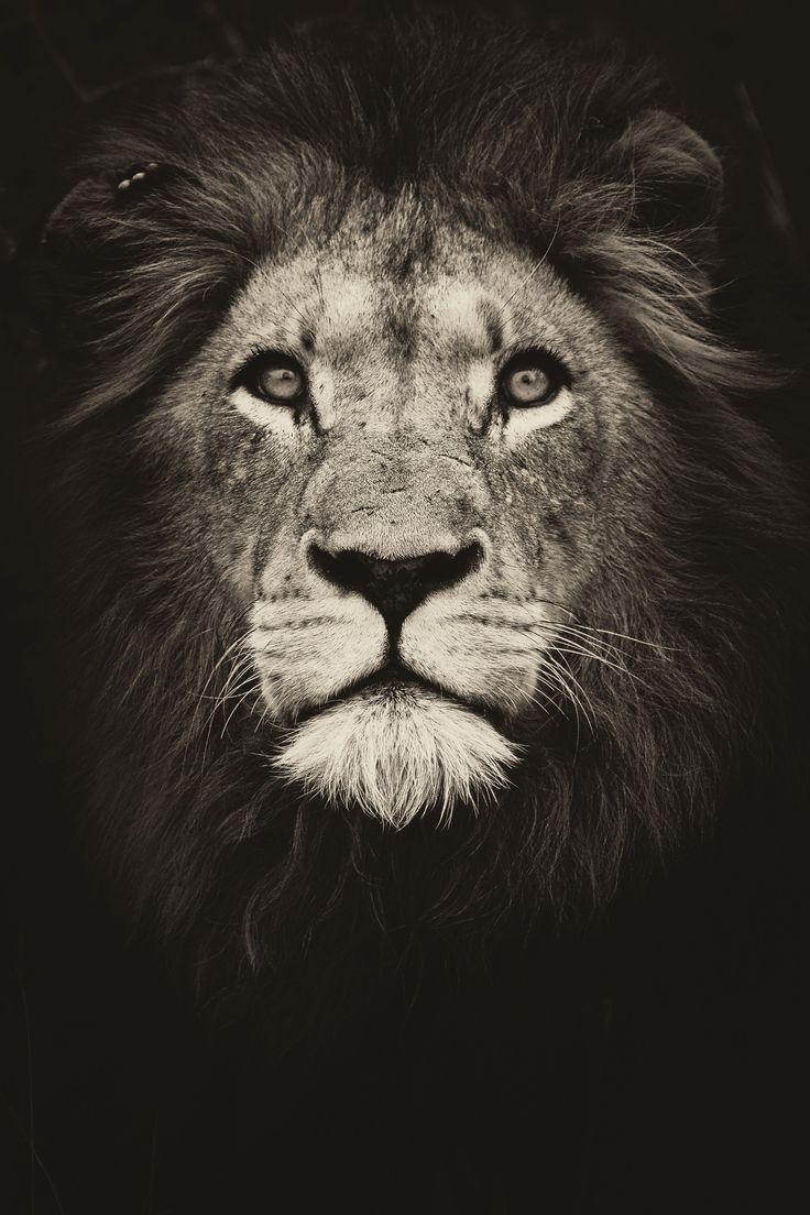 best Lion n Tiger image. Big cats, Wild animals