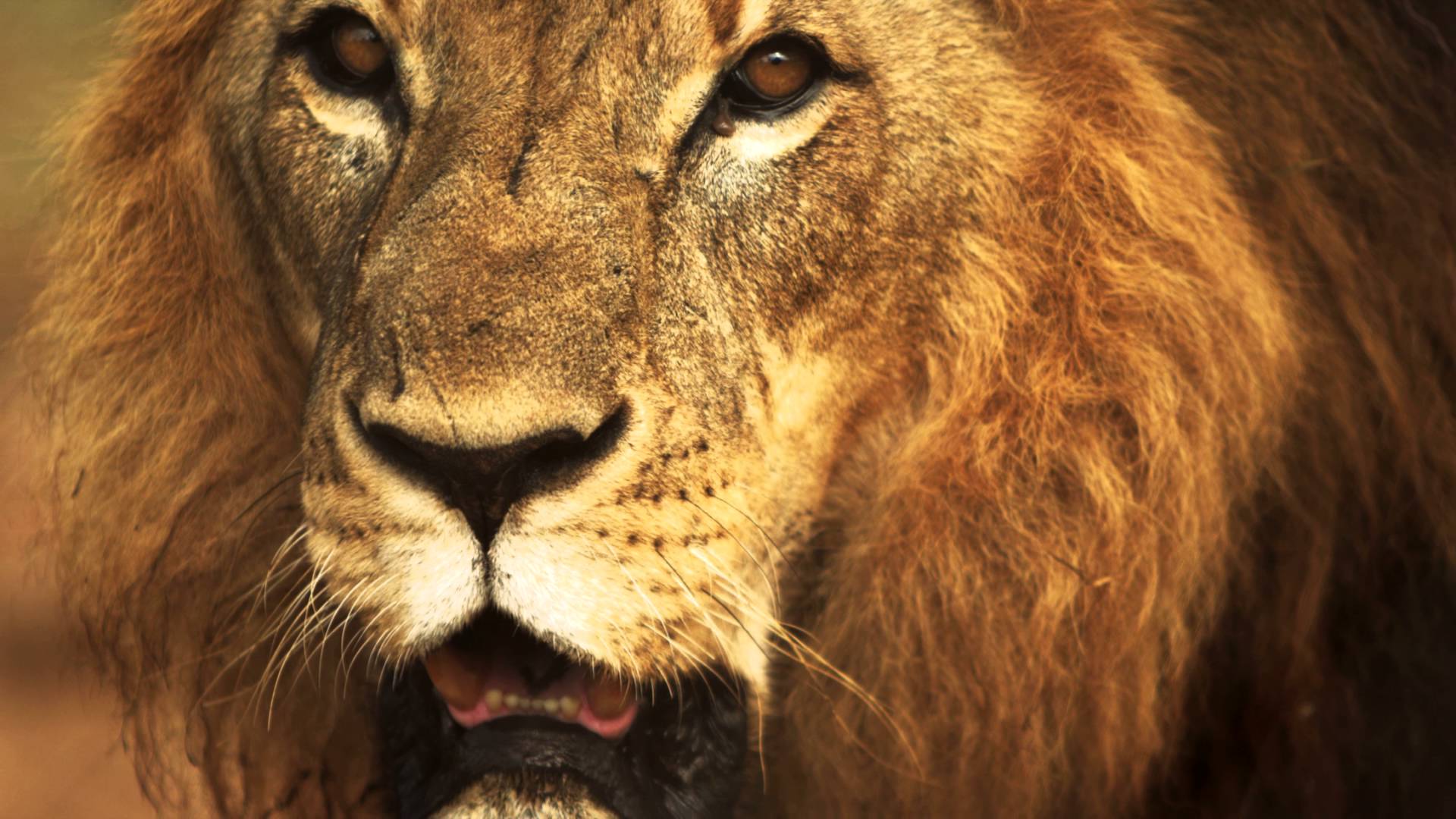 Close up of male lion's face