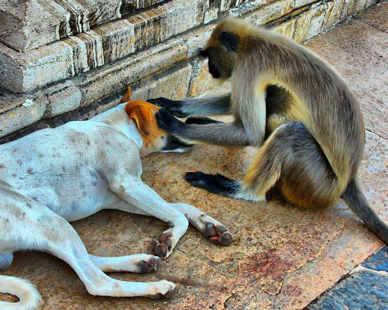 New Funny Wallpapers Wallpaper Cave