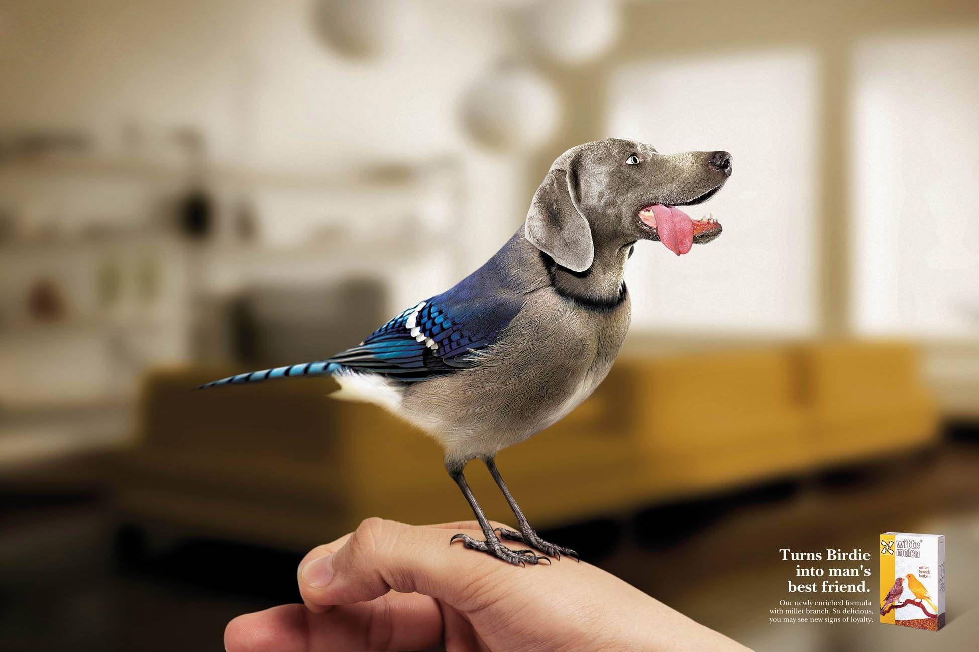 Wallpaper.wiki Bird Dog Funny Wallpaper PIC WPB0012290