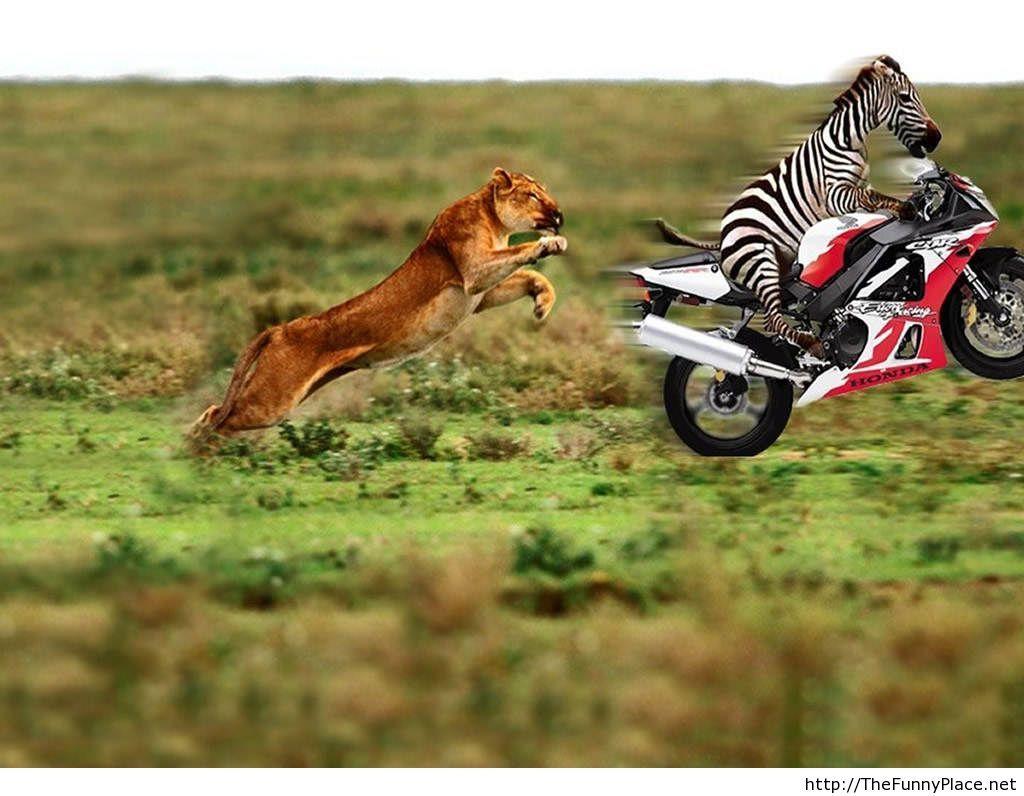 New Wallpaper Funny (34 Picture)