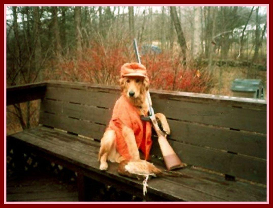 Shocking New Funny Wallpaper HD Picture Of Silly Dog Concept