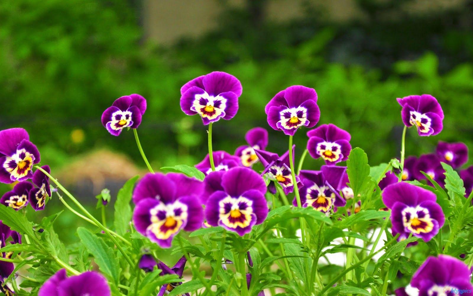 New Funny Flowers Happy Family Day Wallpaper