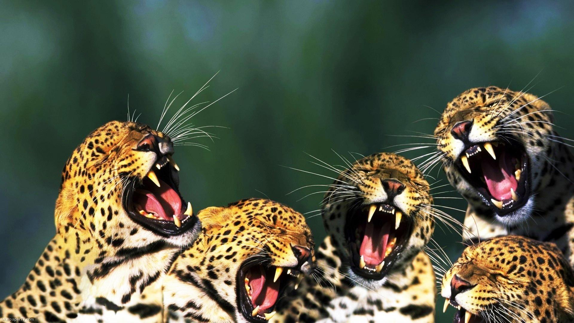 Yawning Cheetah funny wallpaper HD wallpaperNew HD wallpaper