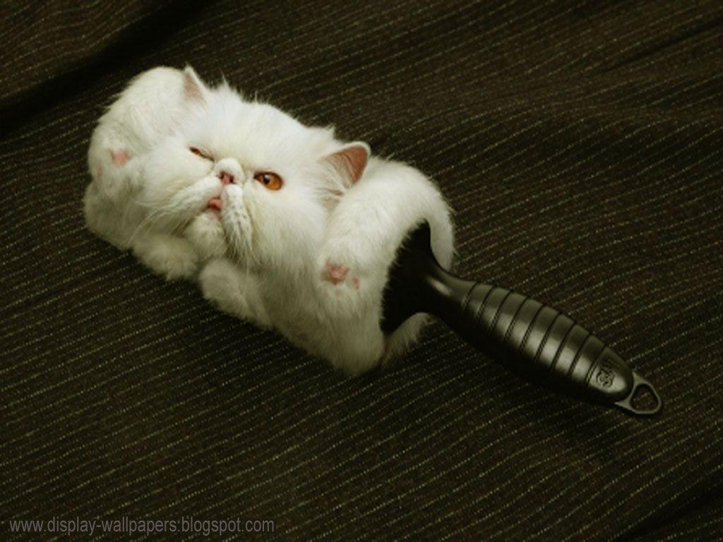 Funny Wallpaper for My Desktop. Funny Wallpaper for My Desktop