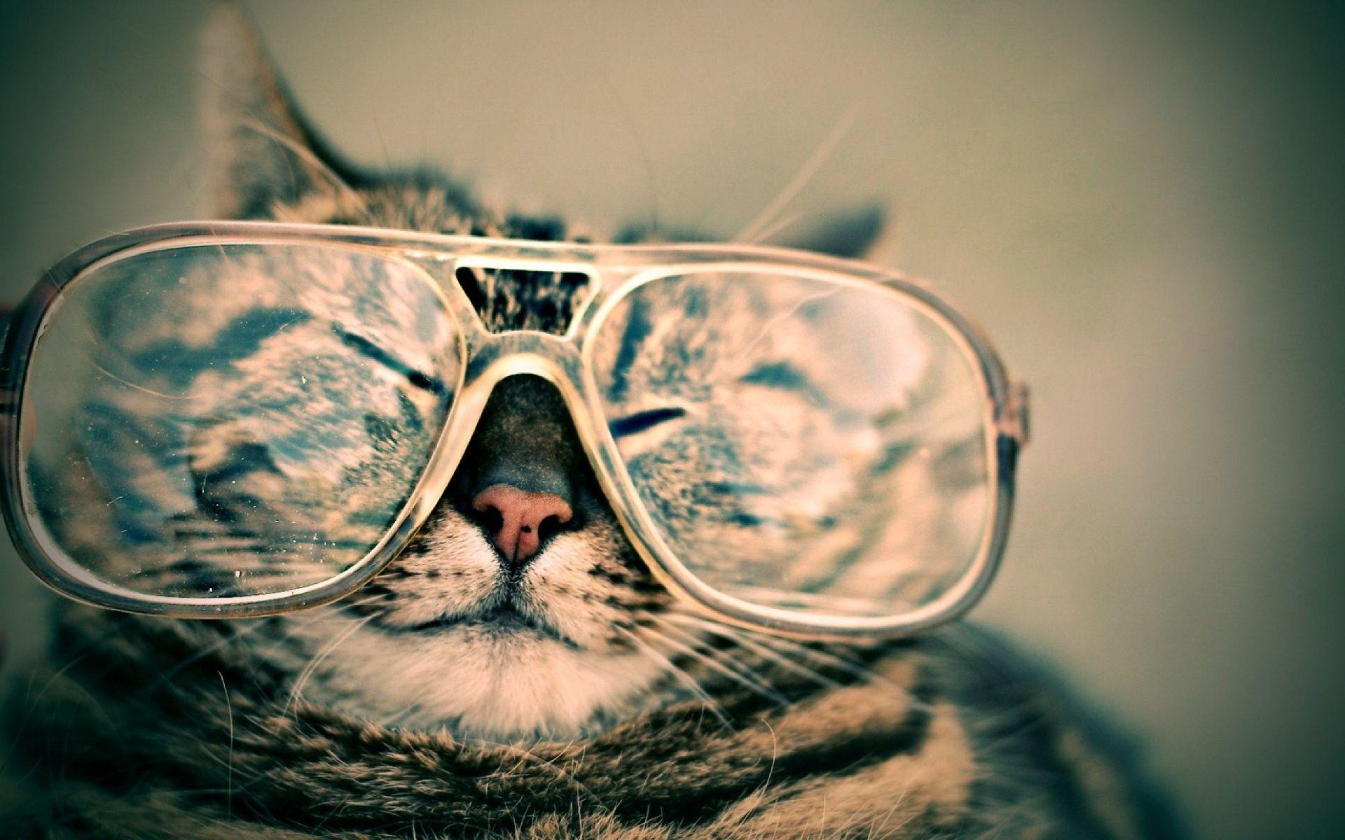 Sunglass wear cat funny new wallpaper HD Wallpaper Free