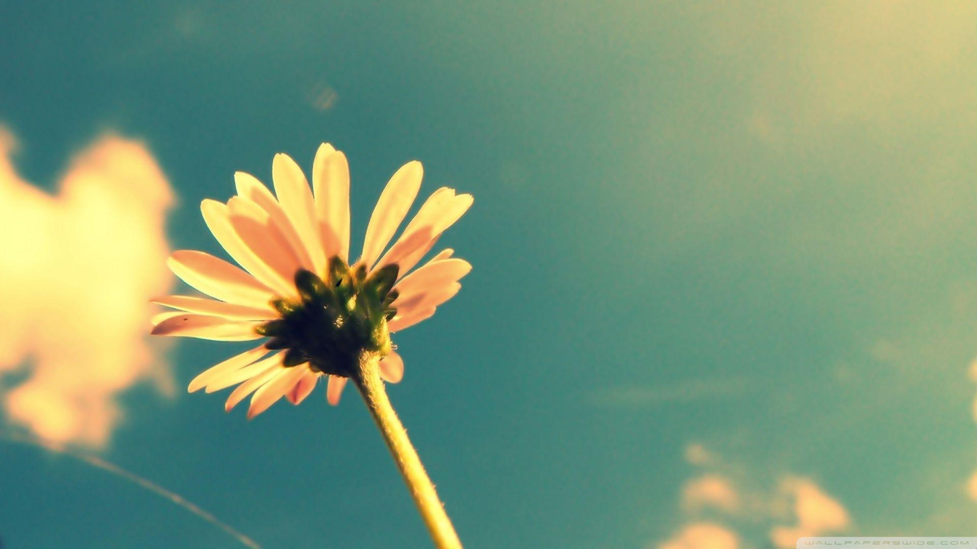 Summer Flower Retro Sunshine ❤ 4K HD Desktop Wallpaper for 4K Ultra