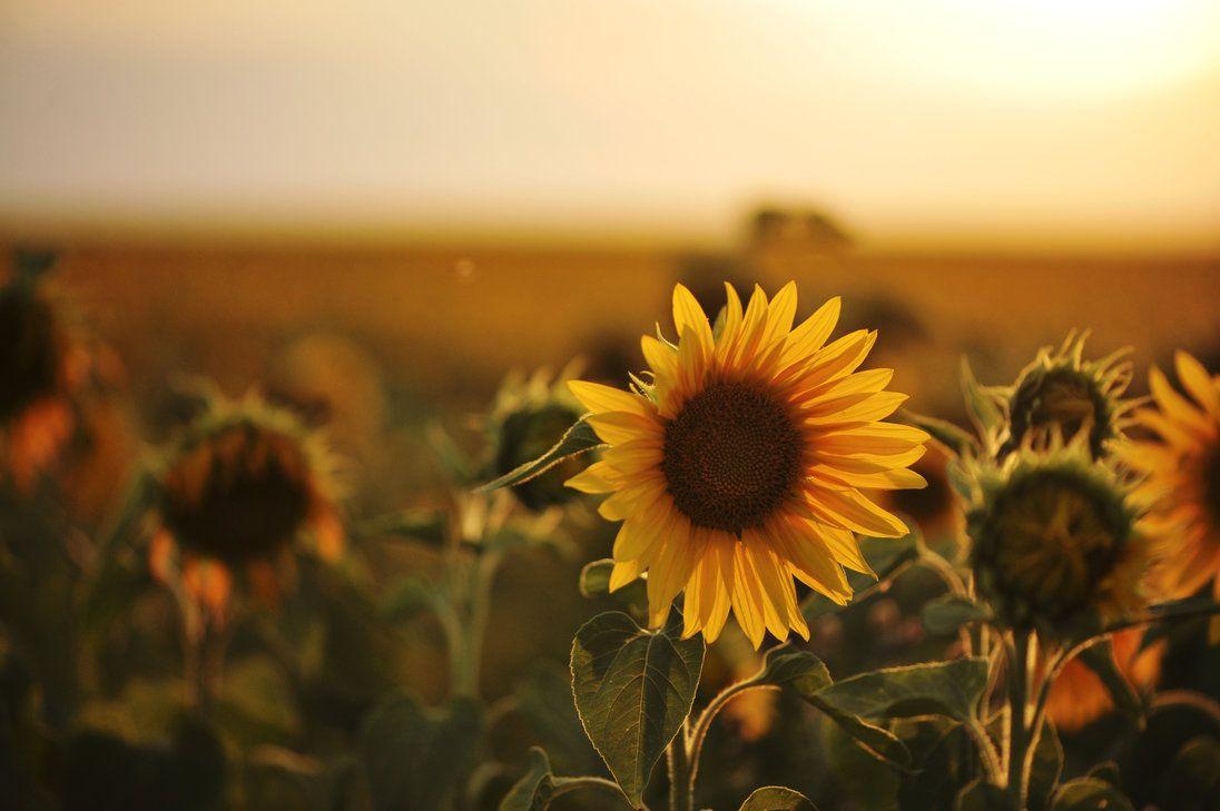 Compartir 108+ imagen vintage sunflower desktop background ...