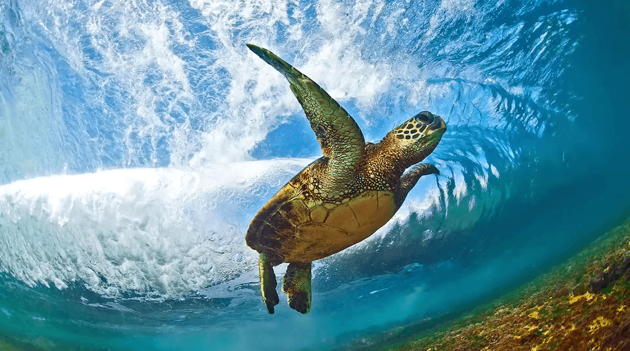 Clark Little Surf Photography (AMAZING!)